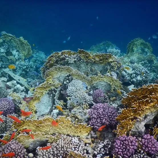 Snorkeling à Sharm el Naga, photo 2