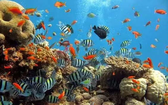 Excursion de plongée avec tuba à Abu Dabbab, Marsa Alam, photo 3