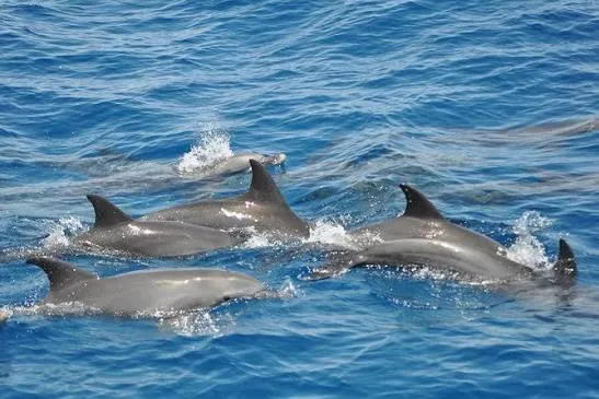 la maison des dauphins